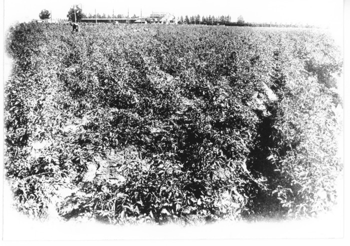 San Fernando Nursery Co., Inc. (taken from a book in San Fernando Valley Historical Society collection)