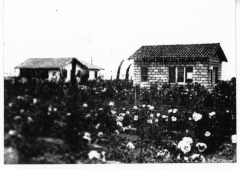 San Fernando Nursery Co., Inc. (taken from a book in San Fernando Valley Historical Society collection)