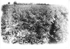 San Fernando Nursery Co., Inc. (taken from a book in San Fernando Valley Historical Society collection)