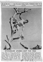 Oak tree (North Hollywood) - See newspaper article in photo file for further information.