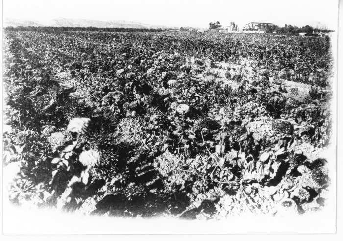 San Fernando Nursery Co., Inc. (taken from a book in San Fernando Valley Historical Society collection)