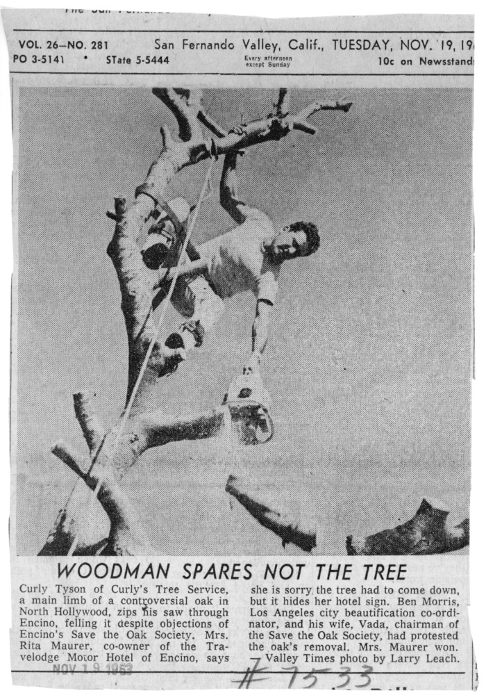 Collection Item Oak tree (North Hollywood) - See newspaper article in photo file for further information.