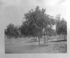 Orange orchard (San Fernando), Grandmother of Eleanor C. Wilcox