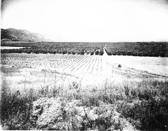 Orchard