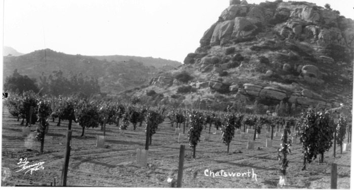 Chatsworth, grape vineyard