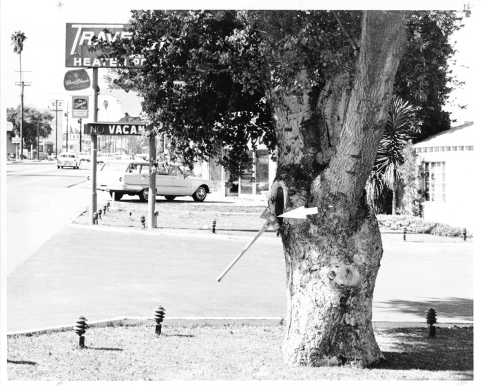 Encino, CA - Encino Oak - Save the Oak Society - Axe implanted in tree symbolizes the controversy over its existence. The tree is located at 16117 Ventura Blvd., Encino