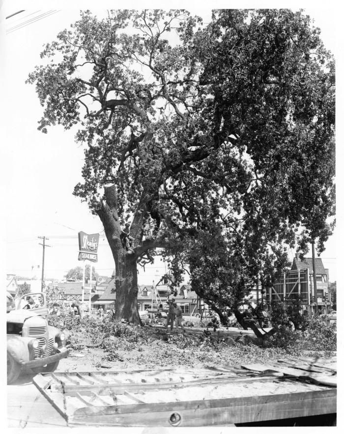 Encino, CA - Encino Oak - Workmen remove oak trees in Encino for development - Save The Oaks Committee