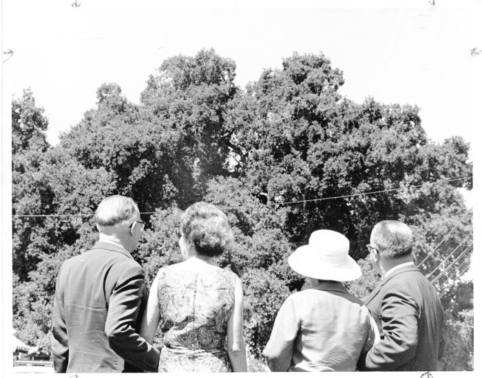 Encino, CA - Encino Oak - Cultural Heritage Board - Save the Oak Society - Pictured are W.W. Robinson, Mrs. Vada Lucille Moris, Senaida Sullivan, and Carl Dentzel, all viewing the oak tree at the corner of Louise Avenue and Ventura Blvd