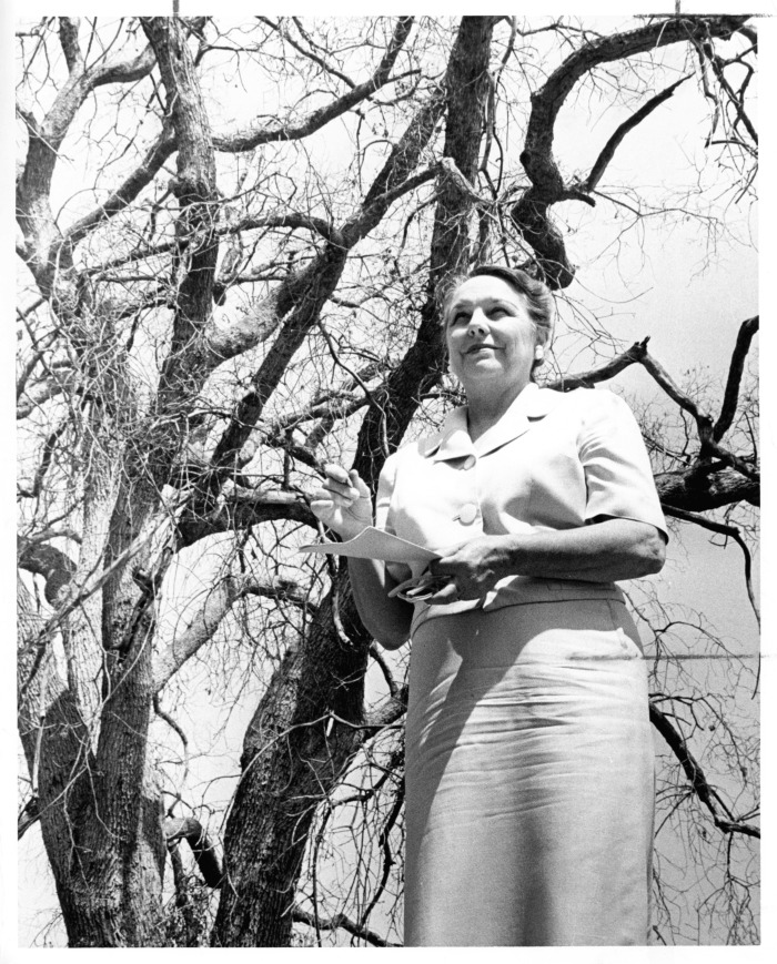 Encino, CA - Save Encino Oaks - Save Encino Oaks Chair, Mrs. Vada Flowers, keeps vigil in drought peril