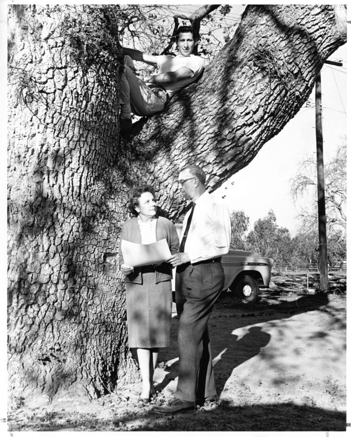 Encino, CA - Encino Oaks - Oak trees being removed for development - Norman Meyer (in tree), Mrs. Flowers (left), and Mr. Ball (right)
