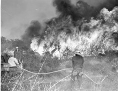 Collection Item Brush fire in Woodland Hills