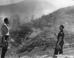 Collection Item Brush fire