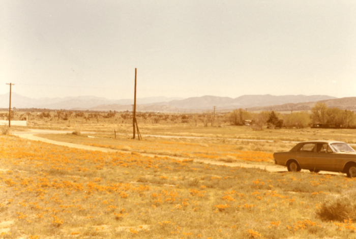 Antelope Valley Poppy Fields