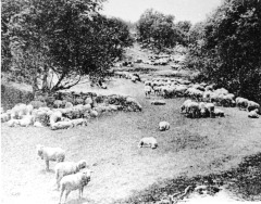 Sheep ranch in Studio City