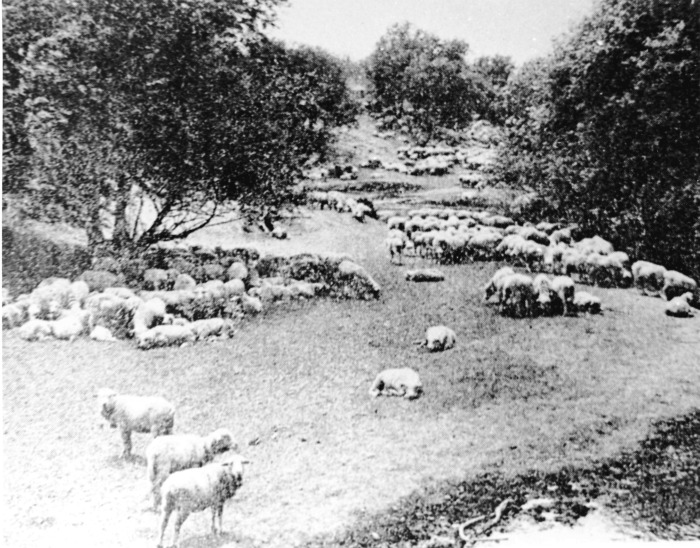 Sheep ranch in Studio City