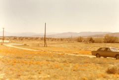 Antelope Valley Poppy Fields