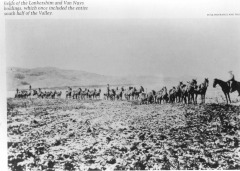 Horses