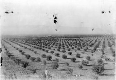 Orchard - No Date
